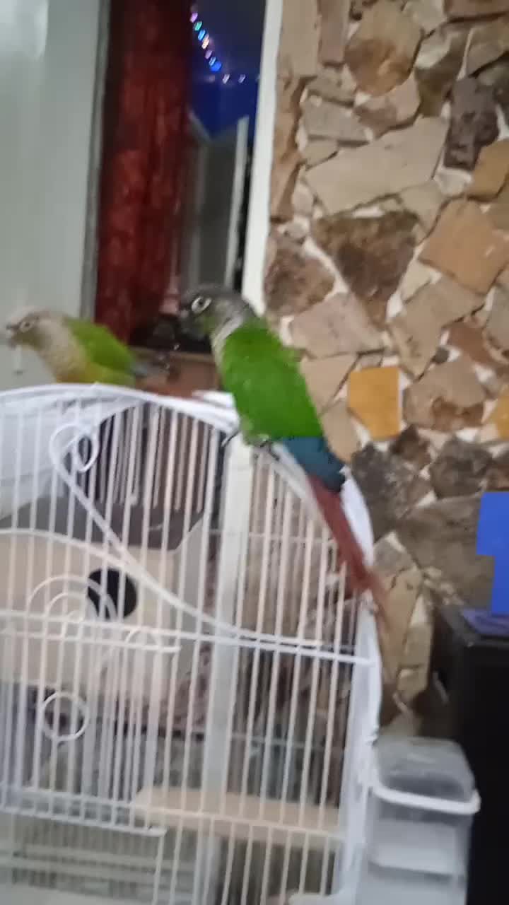 گیرینجیک|پرنده|شهریار, کهنز|دیوار