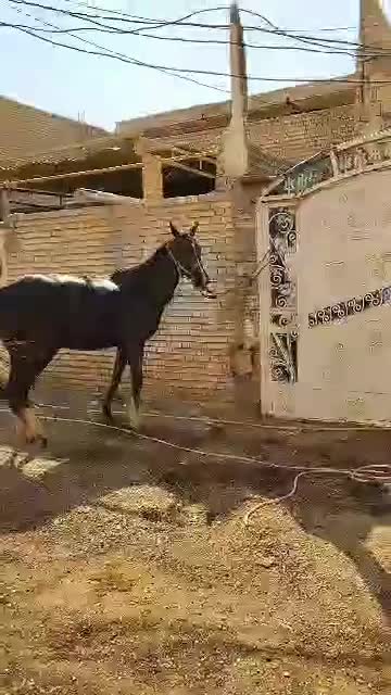 اسب یکسر|اسب و تجهیزات اسب‌سواری|اهواز, اهواز|دیوار
