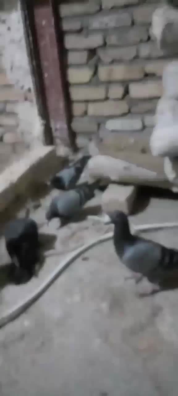 ۴کبوتر درجه یک پرشی|پرنده|قوچان, |دیوار