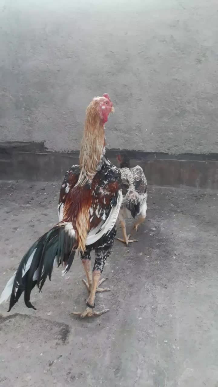 اوشامو|حیوانات مزرعه|مشهد, شهید قربانی|دیوار