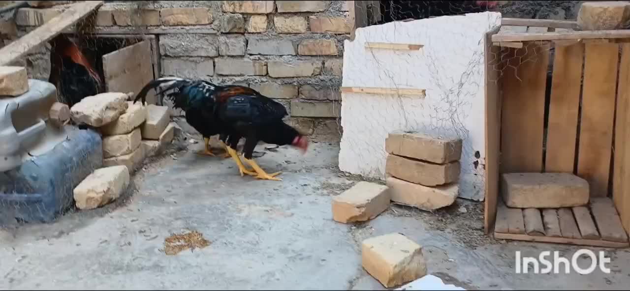 مرغ و خروس اوشامو آلمانی|حیوانات مزرعه|تهران, مخصوص|دیوار