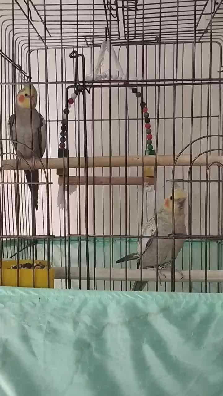 یک جفت عروس هلندی مولد|پرنده|تهران, کن|دیوار