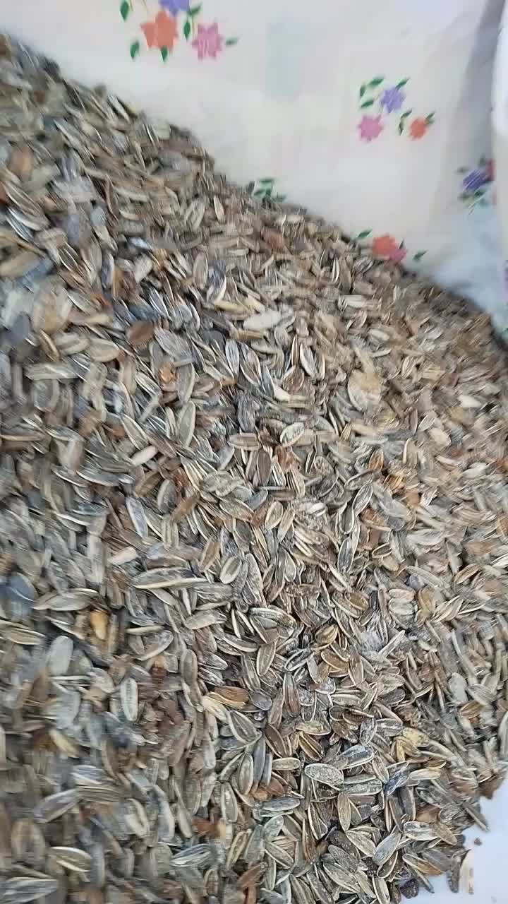 تخمه کانادایی به شرط مزه دیروز پخت شده|خوردنی و آشامیدنی|جوانرود, |دیوار