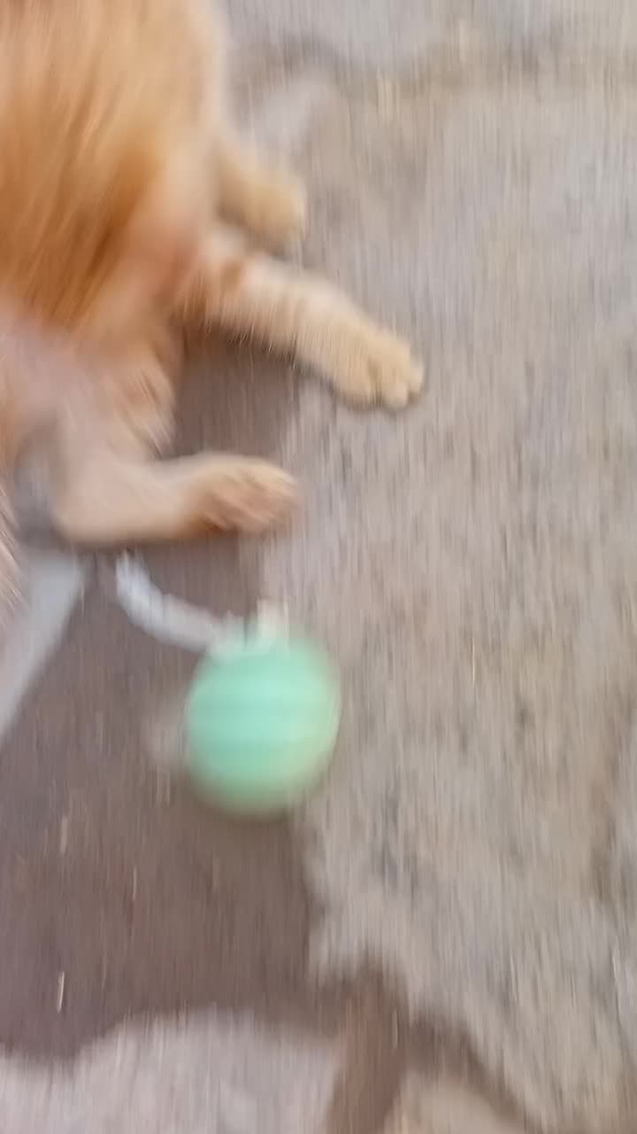 گربه فروشی چشم عسلی عادتی|گربه|تربت جام, المهدی|دیوار