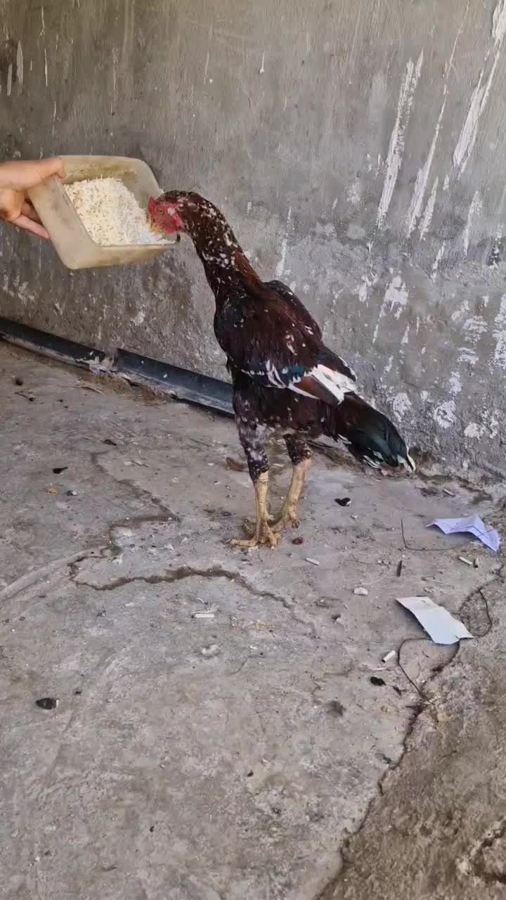 خروس لاری اصل|حیوانات مزرعه|سرپل ذهاب, |دیوار