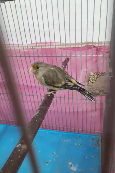 سهره قناری زیر دهن عالی|پرنده|مهاجران, |دیوار