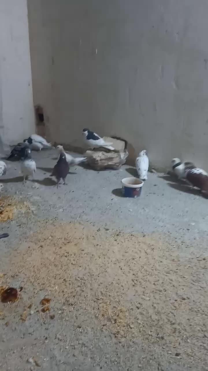 کبوتر|پرنده|اندیشه, شهرک المهدی|دیوار