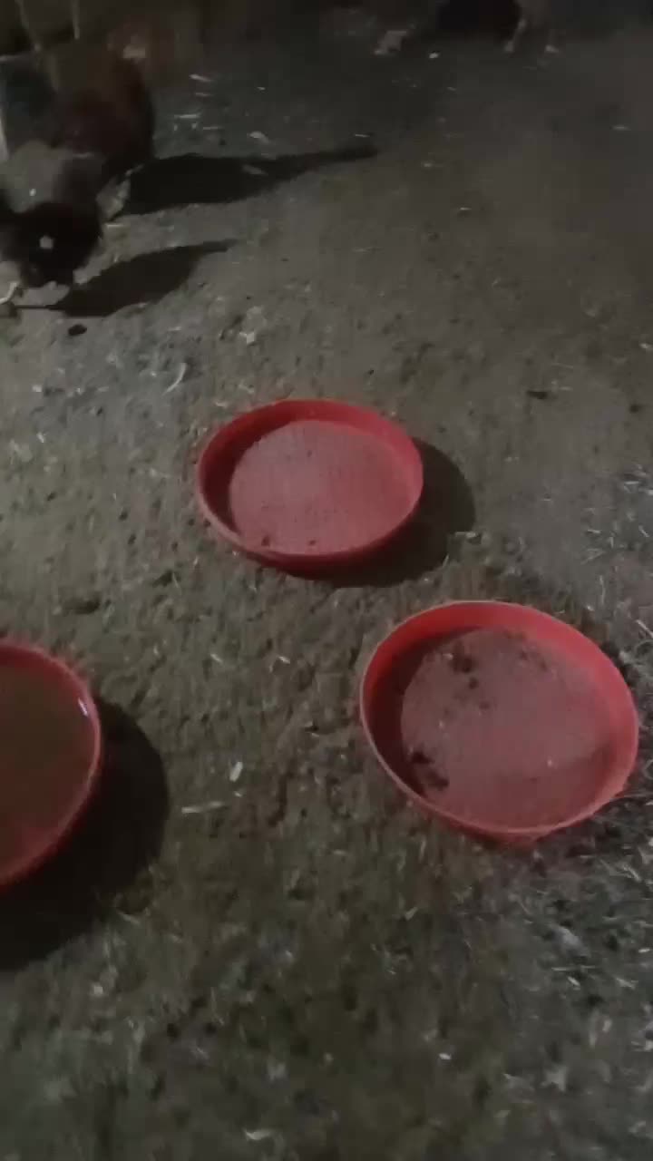 خروس محلی|حیوانات مزرعه|گرمسار, |دیوار