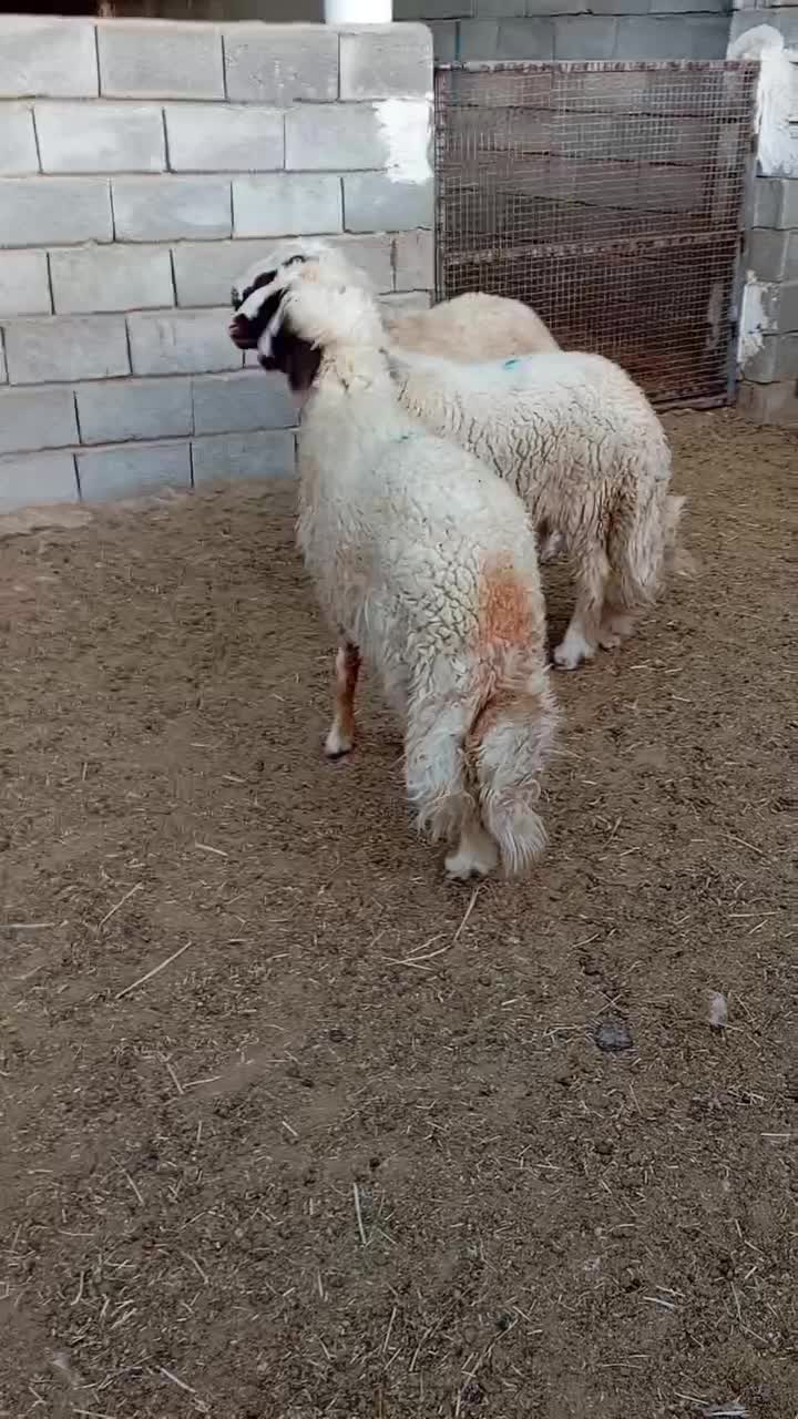 بره قوچ اصیل سنجابی بشرط|حیوانات مزرعه|گیلان غرب, |دیوار