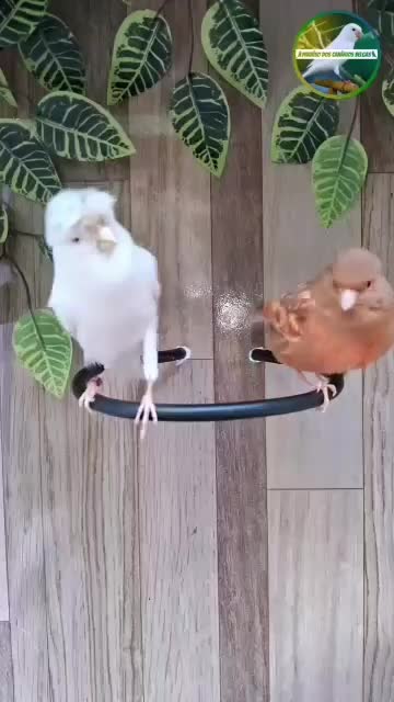 بزرگترین مجموعه پرندگان آوازخوان همه مست|پرنده|بهبهان, |دیوار