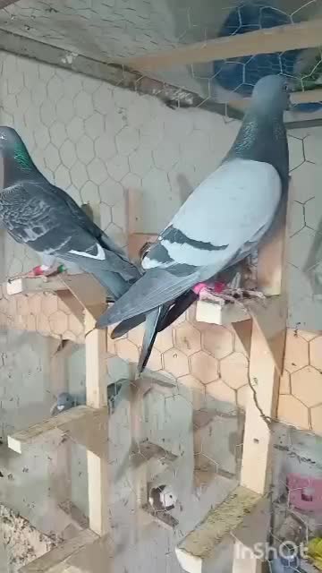 دسته پلاکی شو بازی|پرنده|کوه چنار, |دیوار