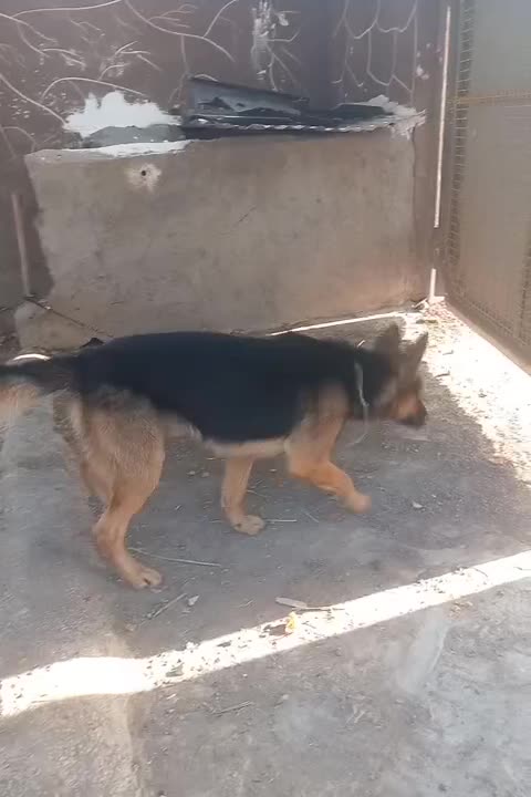 سگ ژرمن شپرد|سگ|قزوین, |دیوار