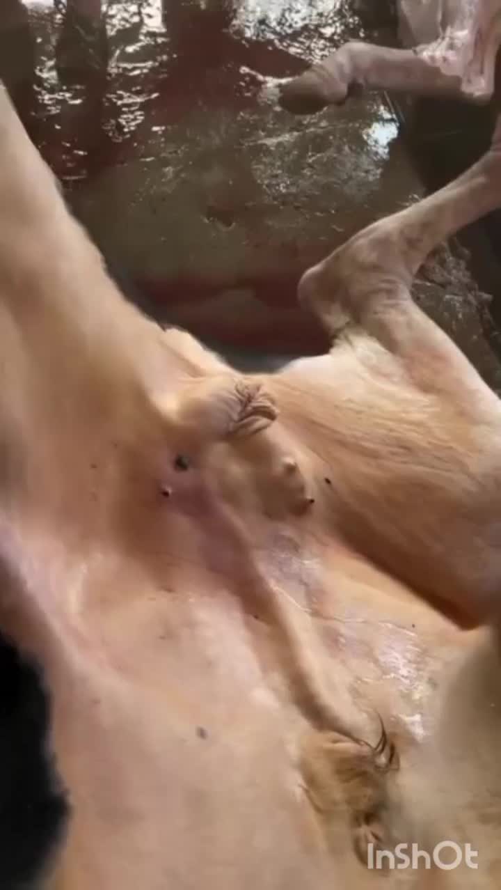 قصاب هستم|خدمات پذیرایی، مراسم|میناب, |دیوار