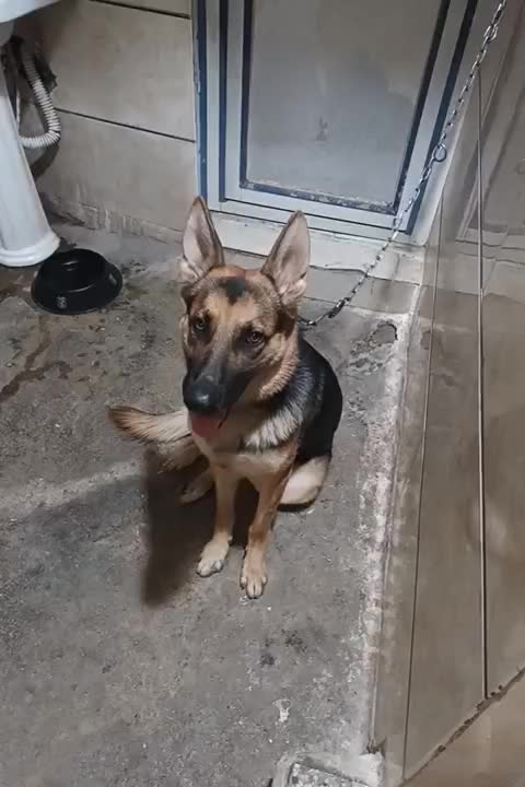 سگ ژرمن|سگ|اهواز, حصیرآباد|دیوار