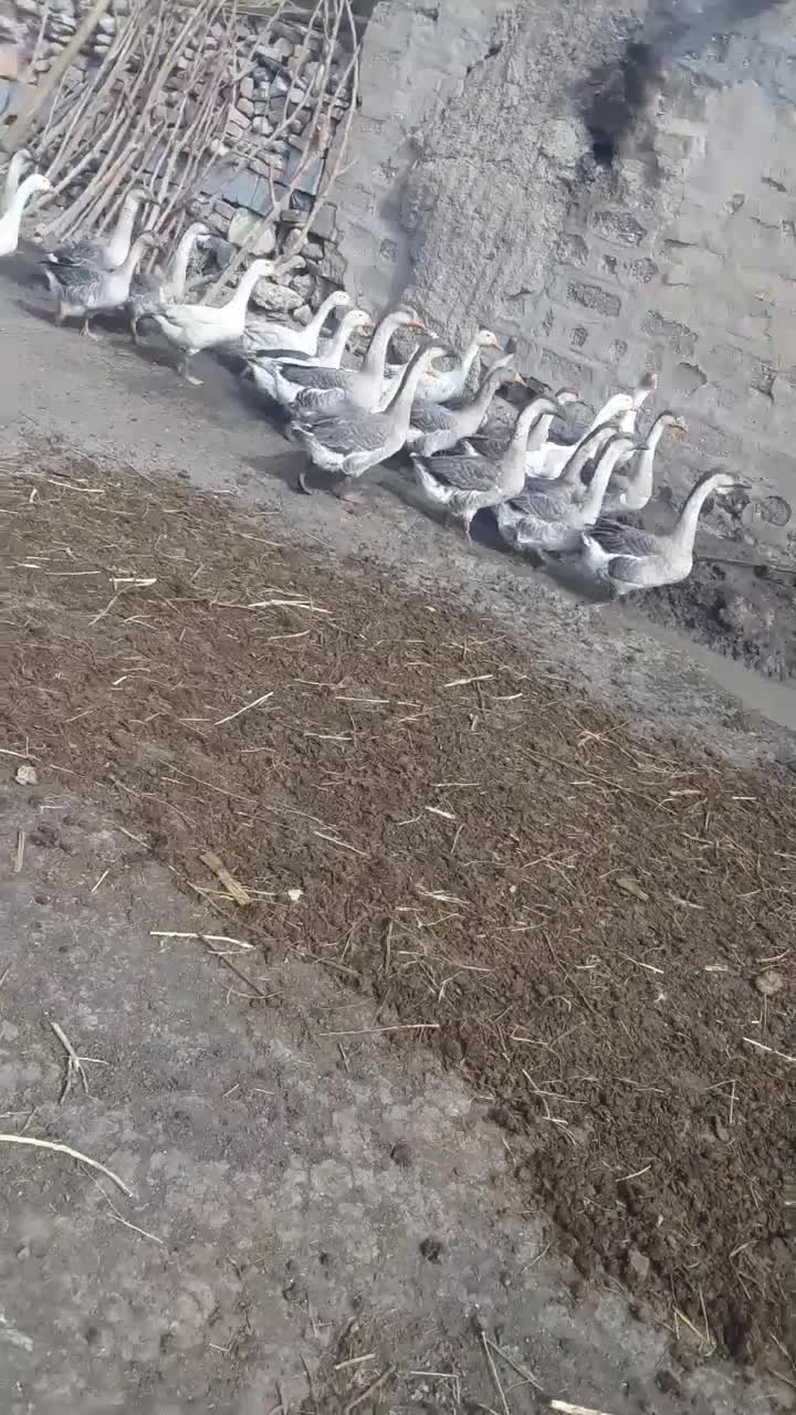 فروش قاز ها محلی|حیوانات مزرعه|ارومیه, |دیوار