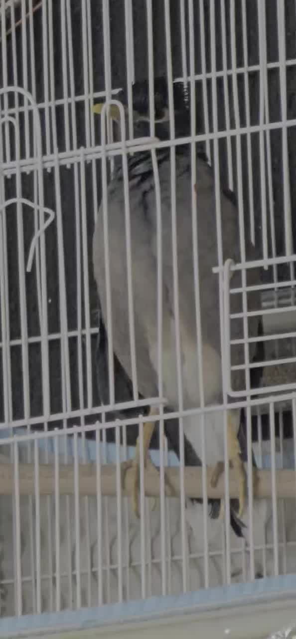 مرغ مینا بازیگوش سخنگو|پرنده|یاسوج, |دیوار