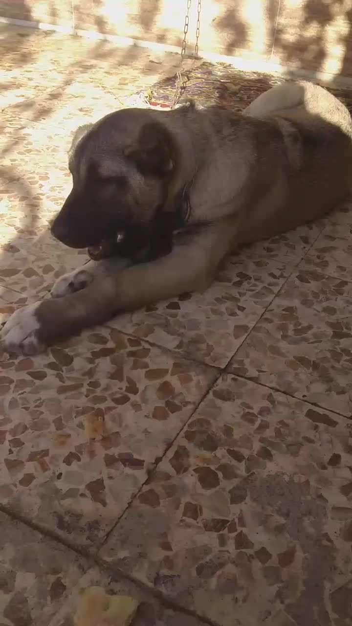 واگذاری ماده سرابی اصیل|سگ|هشتگرد, ینگی امام|دیوار