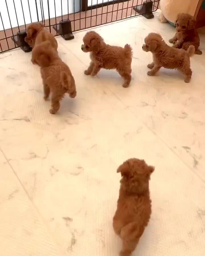 توله سگ Dog توی پودل ۶۵ روز وارداتی رد red دارک رد|سگ|تهران, شهرک غرب|دیوار
