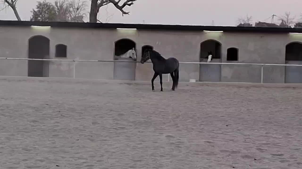 اسب|اسب و تجهیزات اسب‌سواری|تهران, دانشگاه شریف|دیوار