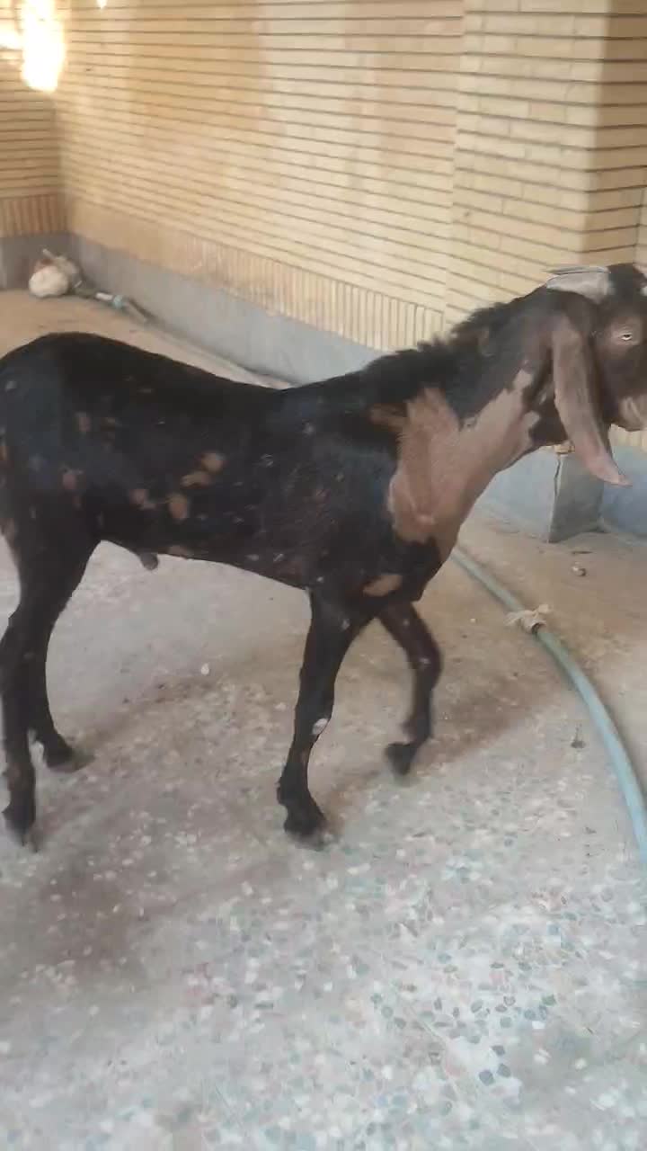 پنجاب دورگ قد بلند|حیوانات مزرعه|چابهار, |دیوار