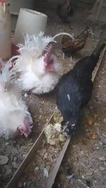 مرغ خروس وارداتی|حیوانات مزرعه|شیراز, گویم|دیوار