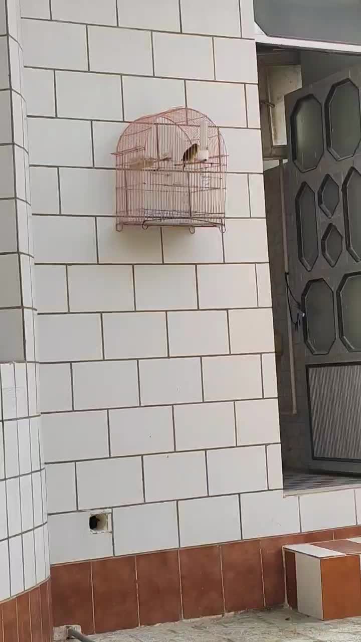 قناری سبز دهن زن|پرنده|خورموج, |دیوار