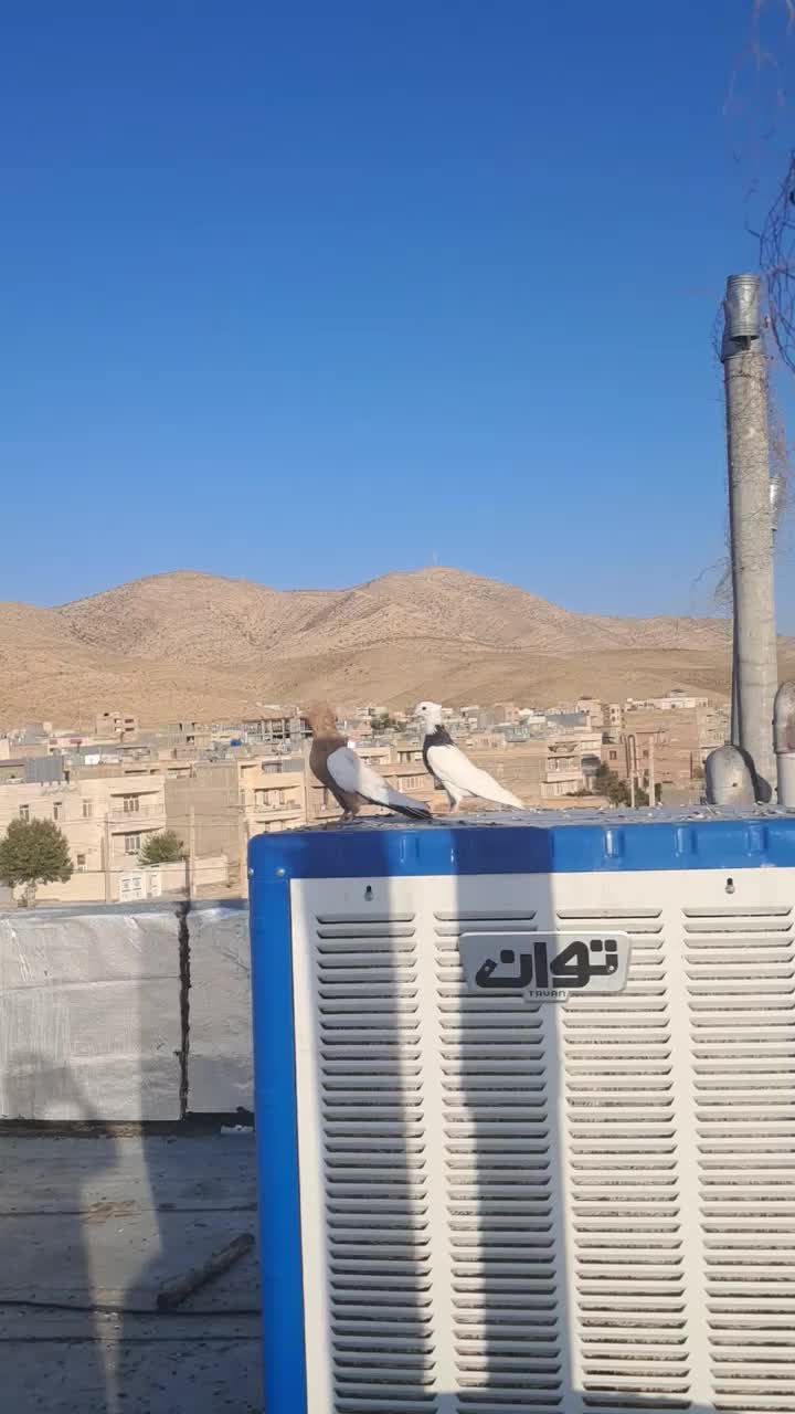 فروش سینه زرد نر مست|پرنده|شیراز, اکبر آباد|دیوار