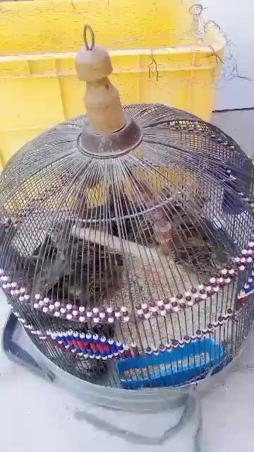 پرنده قناری|پرنده|بندرعباس, |دیوار