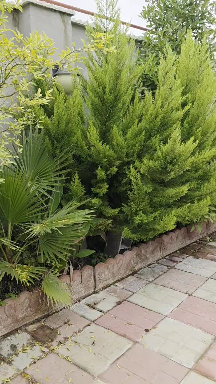 کدرفعت/ویلاباغچه۳۷۰متر۱۱۰بنارشت لاهیجاشمال معلمساز|فروش خانه و ویلا|لولمان, |دیوار