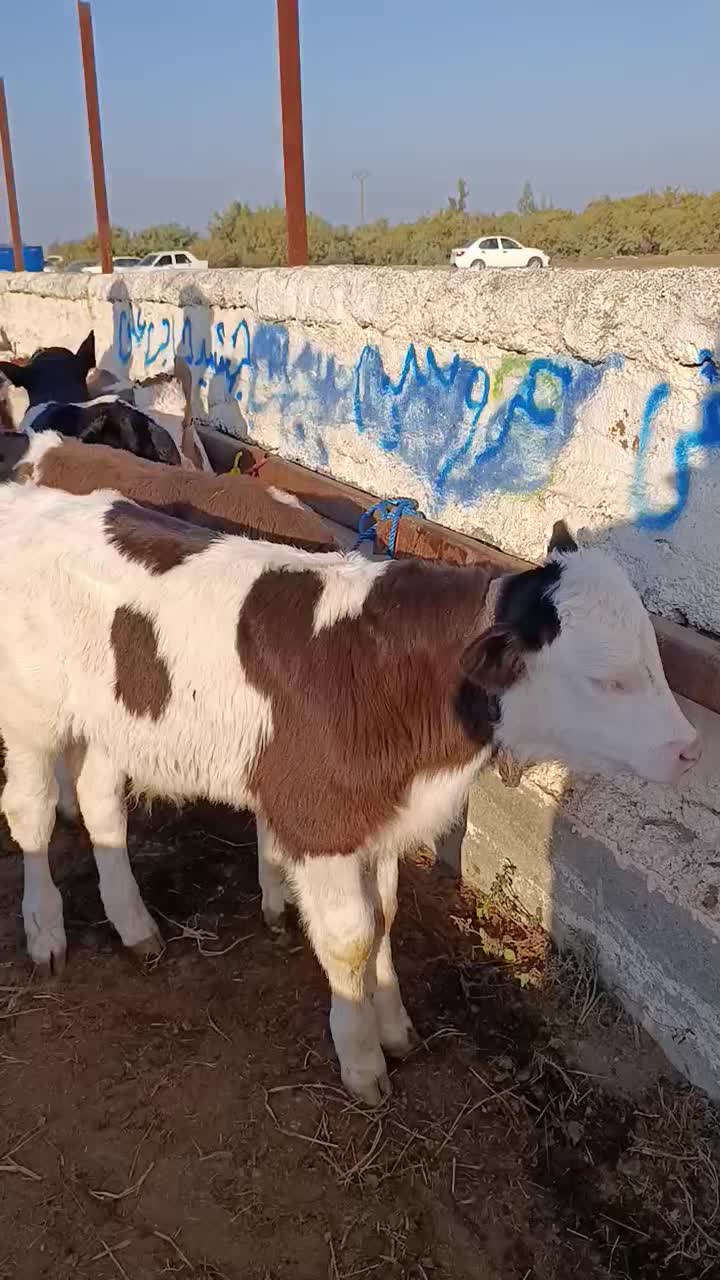 فروش ویژه گوساله سیمینتال جنس درجه یک|حیوانات مزرعه|تهران, هفده شهریور|دیوار