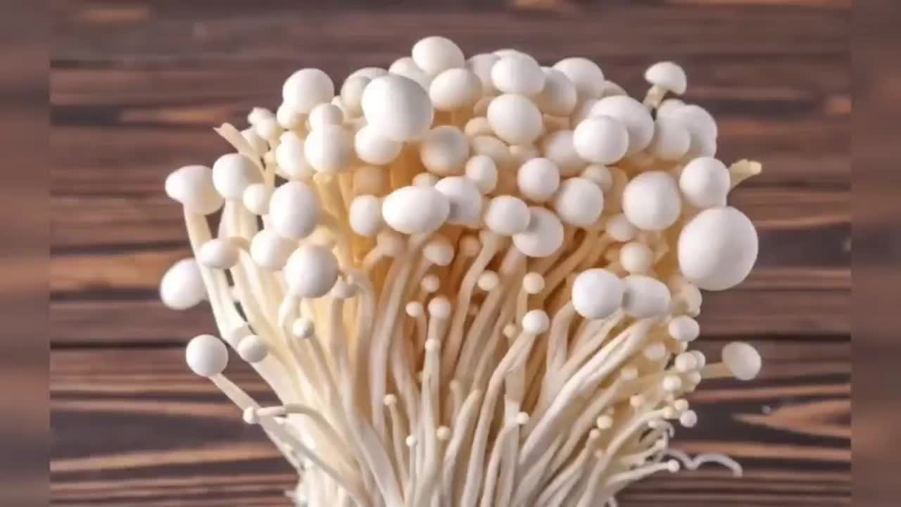 قارچ|خدمات باغبانی و درختکاری|گرگان, |دیوار