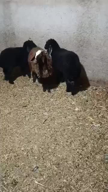 ۳ راس بره سبک|حیوانات مزرعه|پاکدشت, پاکدشت (مامازند)|دیوار