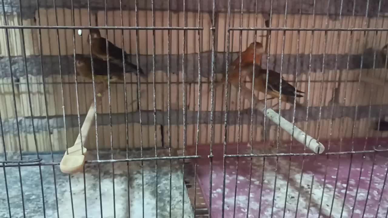 قناری و عروس هلندی|پرنده|فسا, |دیوار