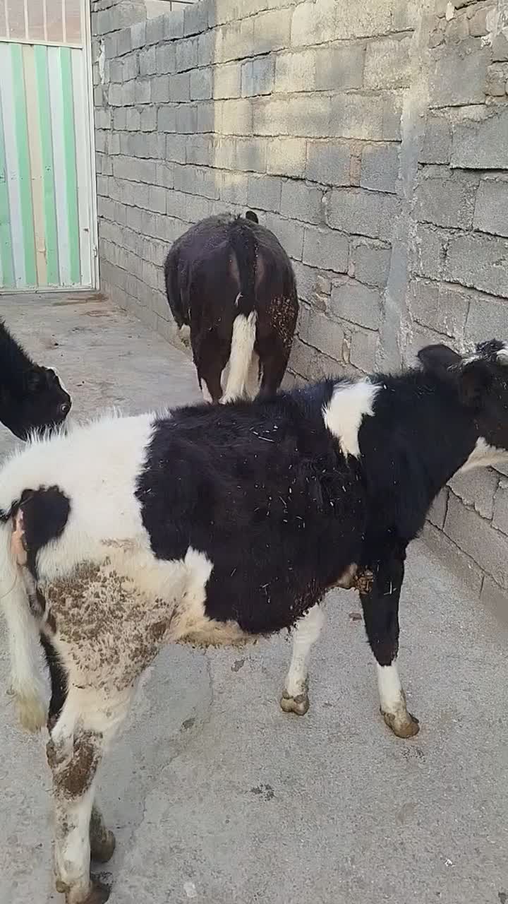 گوساله ماده|حیوانات مزرعه|بیرانوند, |دیوار