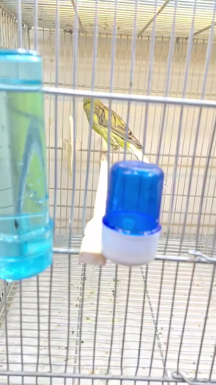 قناری نر و ماده رسمی .|پرنده|تهران, پرستار|دیوار