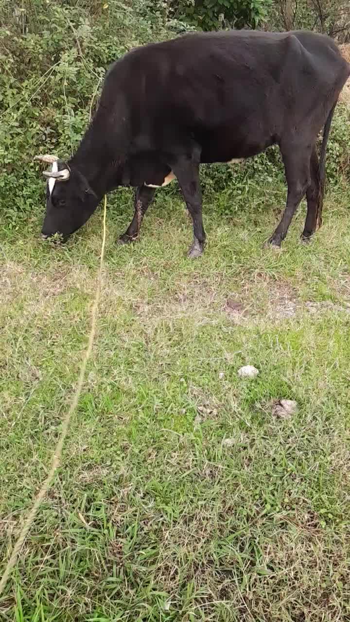 گاو گیل دورگ با گوساله ماده فقیر|حیوانات مزرعه|رشت, حومه رشت|دیوار