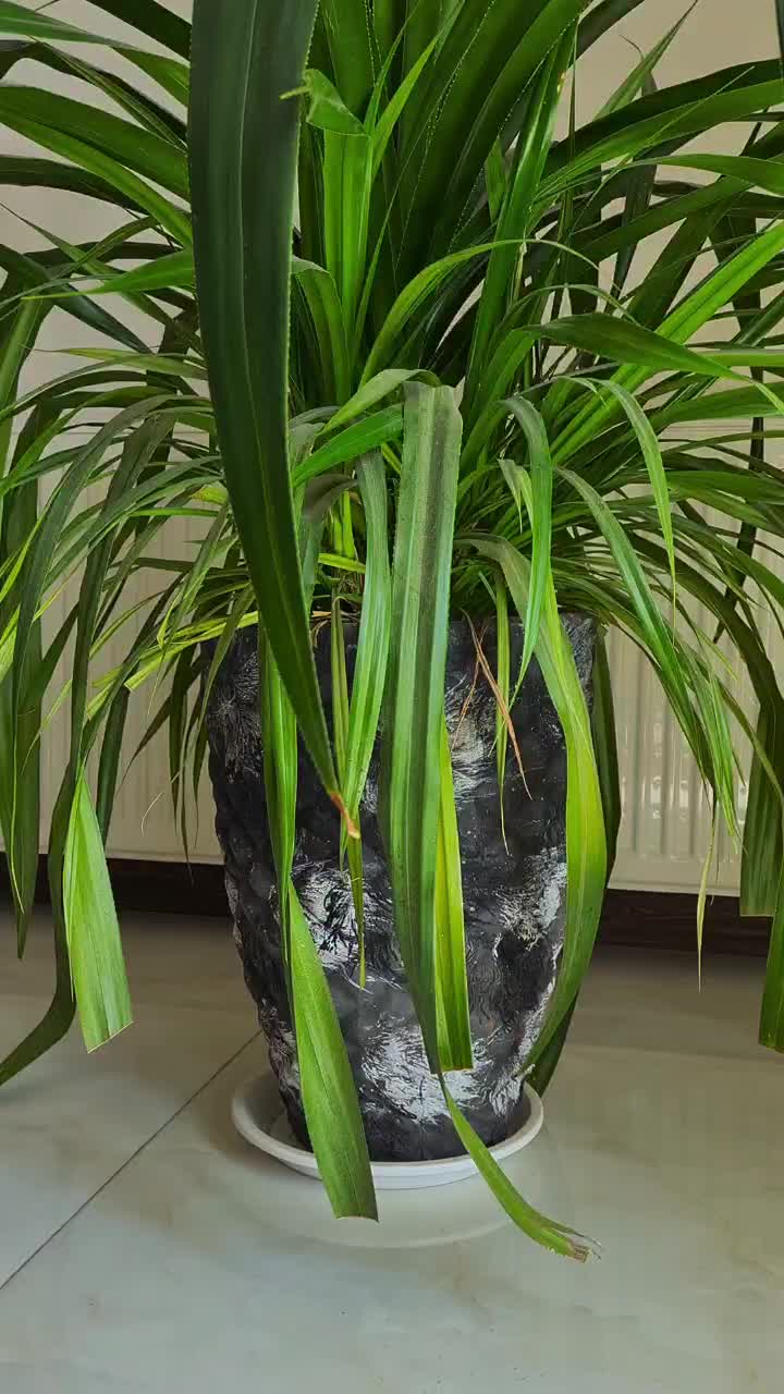 گیاه طبیعی پاندانوس همراه با گلدان سفالی طوسی|گل و گیاه طبیعی|اصفهان, جلفا|دیوار