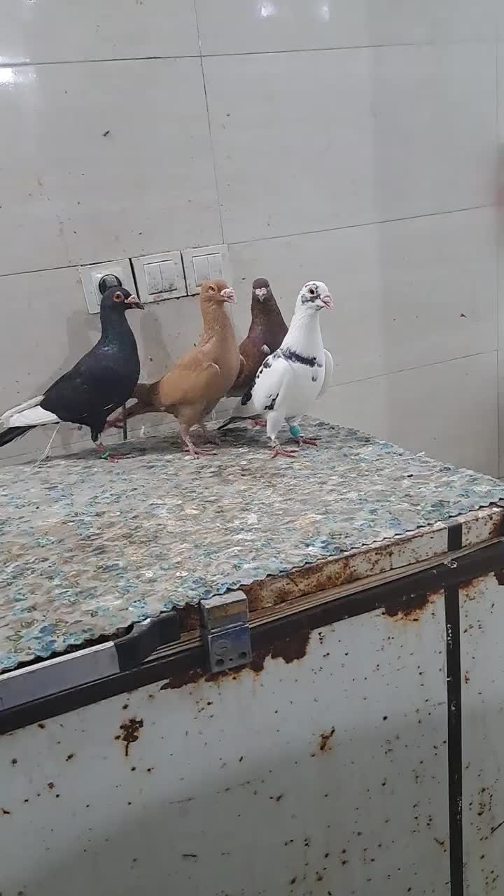 کبوتر|پرنده|دزفول, |دیوار