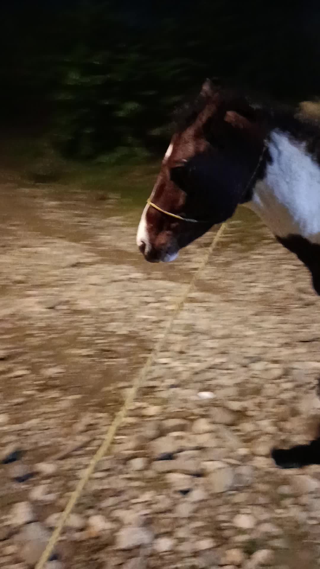 اسب ابلق|اسب و تجهیزات اسبسواری|اسالم, |دیوار