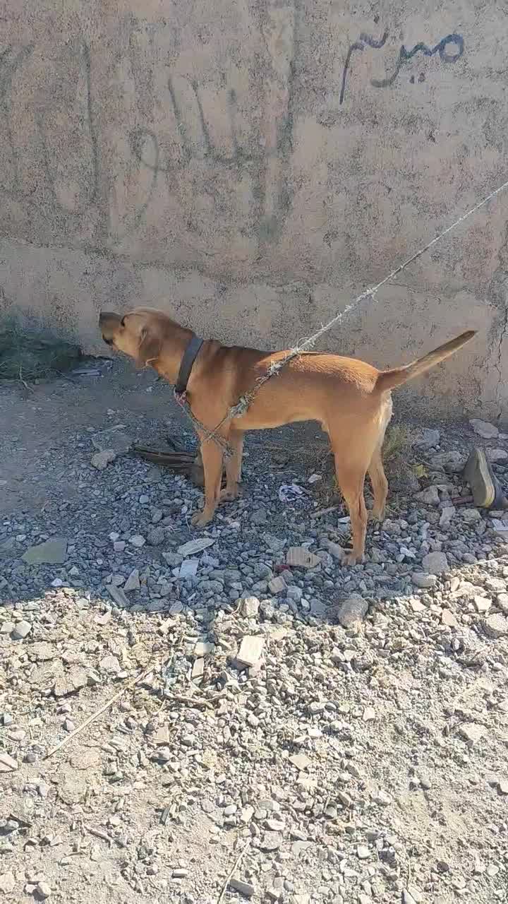 واگذاری سگ توسااینو|سگ|کرج, کیانمهر|دیوار