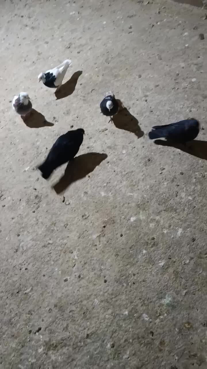 کبوتر زاغ|پرنده|شباب, |دیوار