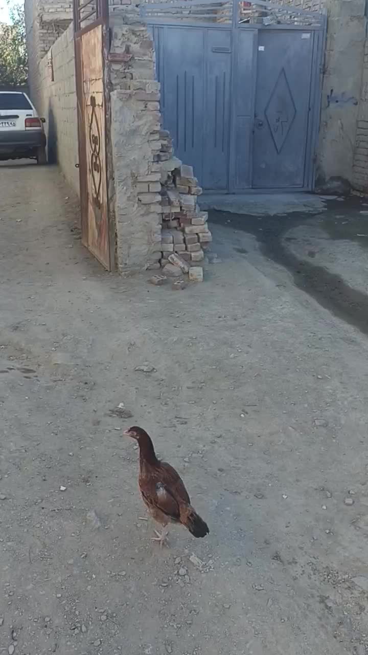 مرغ|حیوانات مزرعه|سراوان, |دیوار