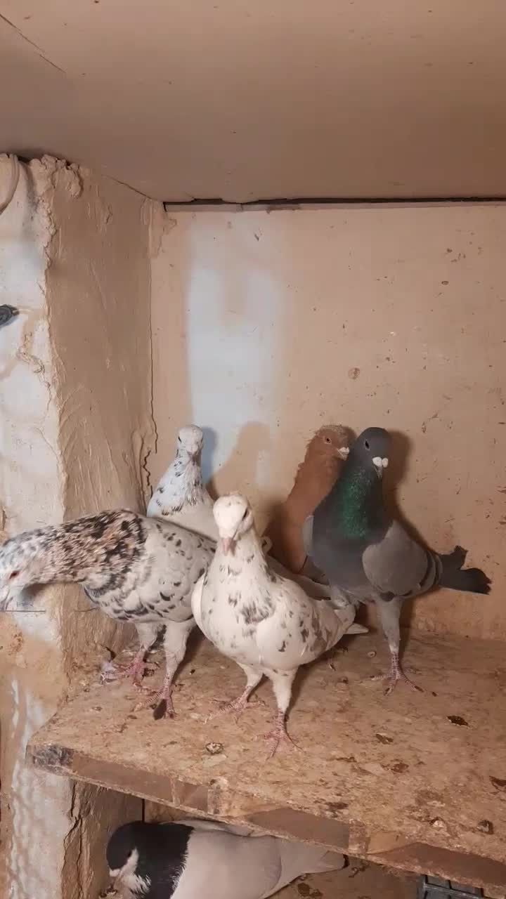 کبوتر رنگی|پرنده|تهران, شارق|دیوار