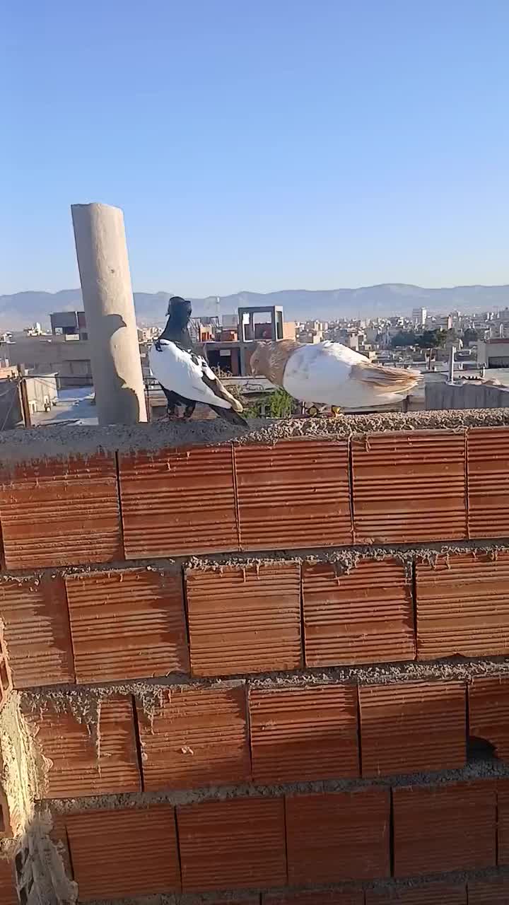 رنگه|پرنده|مشهد, ایثار|دیوار