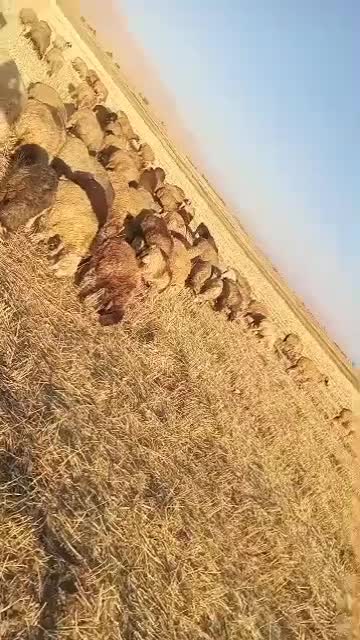 فروش میش داشتی|حیوانات مزرعه|حسن آباد, |دیوار