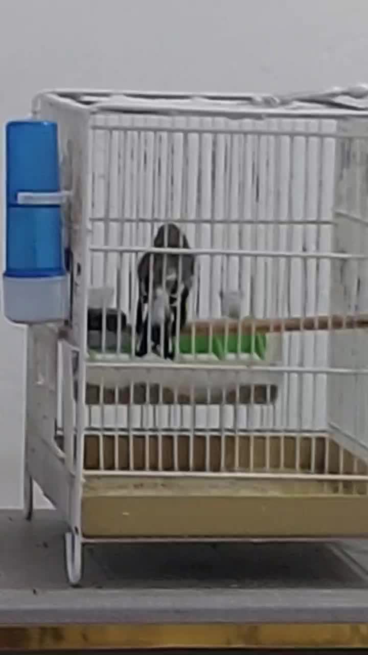 سهره|پرنده|آبادان, |دیوار