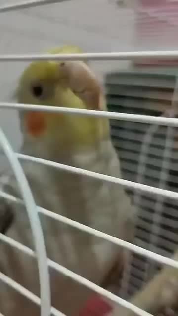 عروس هلندی سخنگو|پرنده|ماهدشت, |دیوار