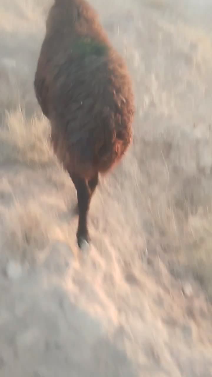 26راس میش ترکی و قلمه آبستن گلون عتیقه|حیوانات مزرعه|شیراز, حجت آباد|دیوار