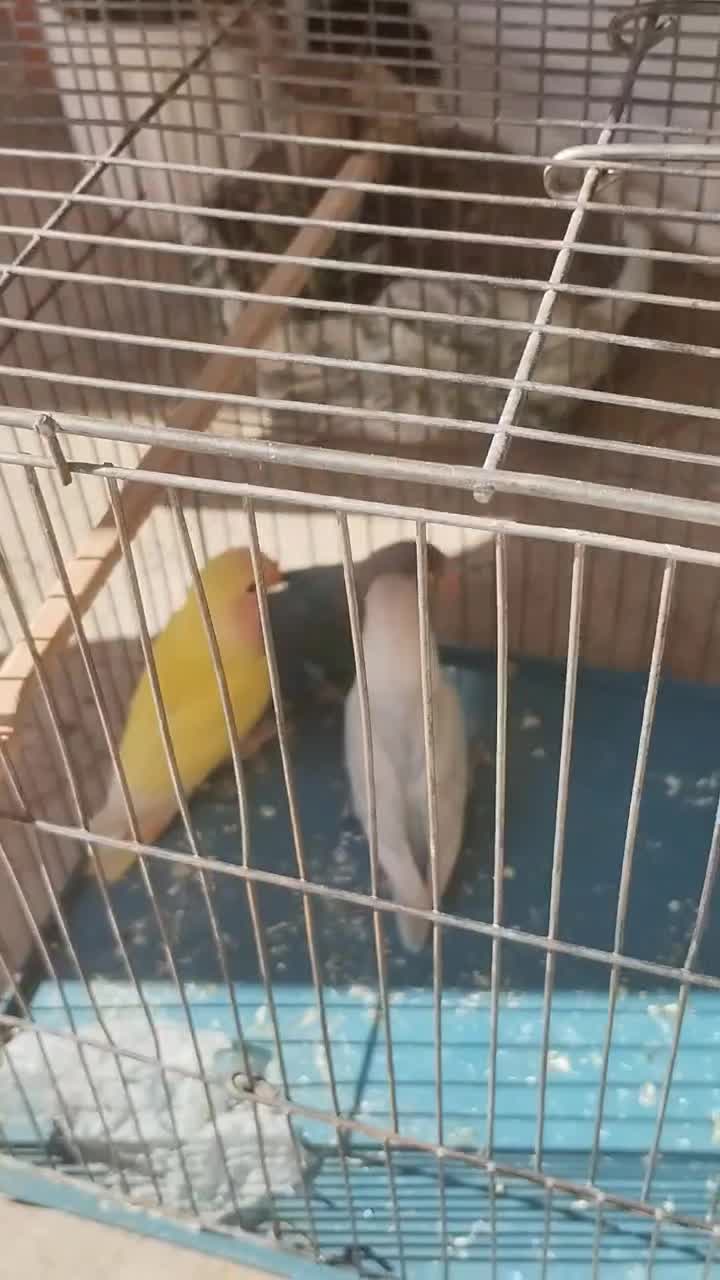 طوطی برزیلی فیشر|پرنده|کرج, دهقان ویلا|دیوار