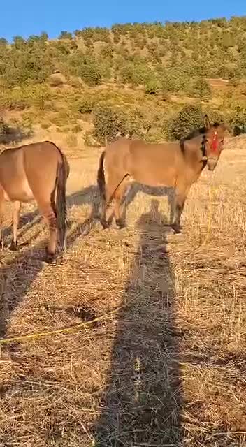 فروش قاطر|حیوانات مزرعه|بانه, |دیوار